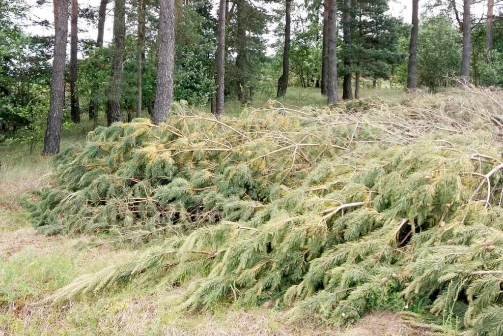 Apleistų sklypų tvarkymas